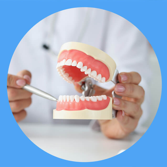 A dentist demonstrating the use of dental tools on a model of human teeth.